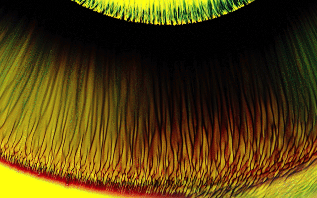 Previous GIF